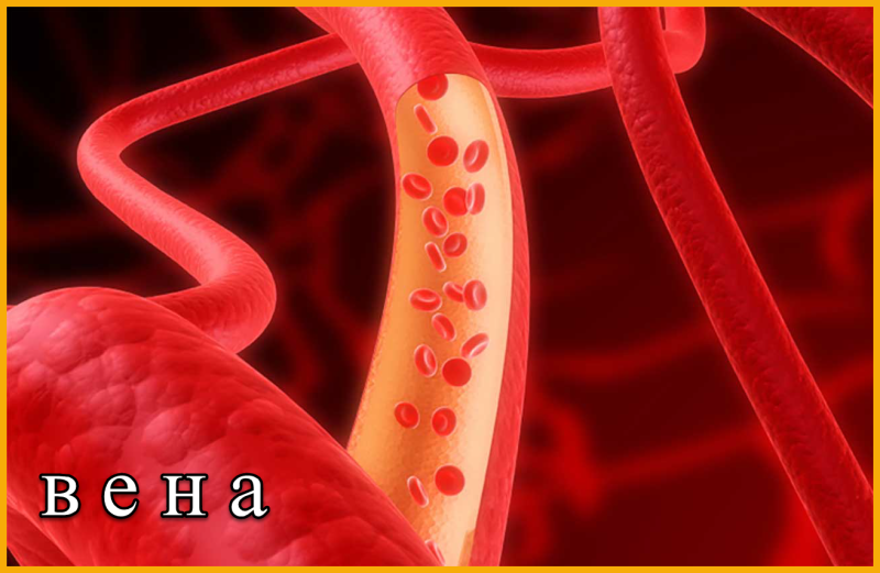 вена